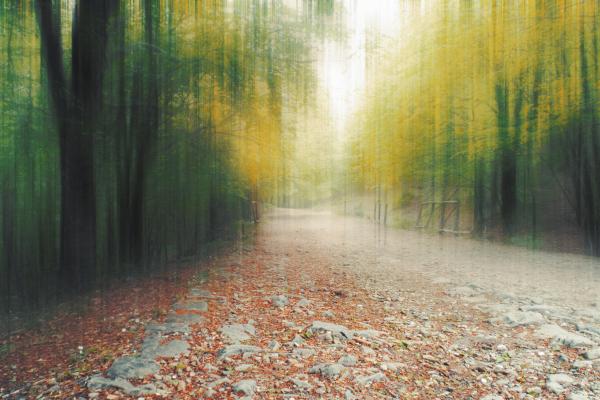 Лес, Путь, Листва, Осень, Размыто, HD, 2K, 4K