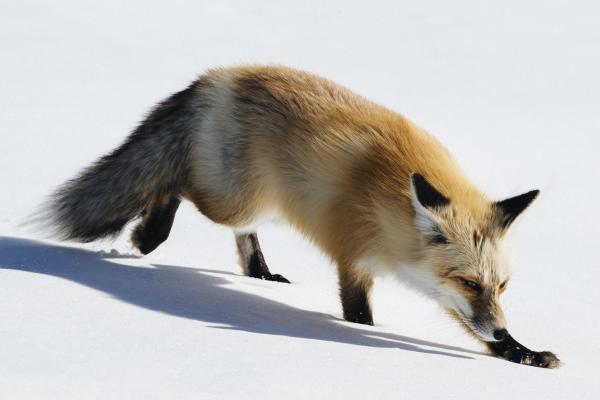 Fox, Cute Animals, Winter, Snow, Лиса, Милые Животные, Winter, Snow, HD, 2K, 4K, 5K