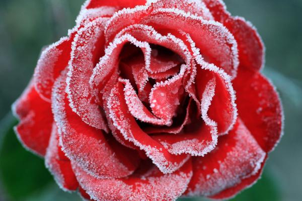 Замороженная Роза, Красная Роза, HD, 2K, 4K
