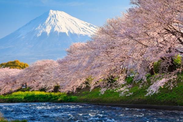 Фудзи, Сакура, Река, Япония, Путешествия, Туризм, National Geographic Traveler Photo Contest, HD, 2K, 4K