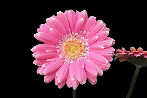 Цветок Герберы, Розовый, HD, 2K, 4K