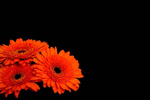 Цветы Герберы, Оранжевые Герберы, Темный Фон, HD, 2K, 4K
