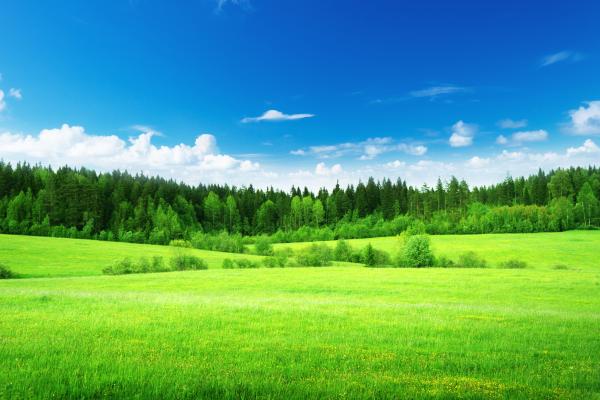 Зеленая Трава, Густой Лес, Голубое Небо, HD, 2K, 4K