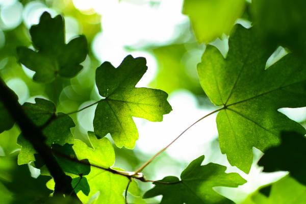 Зеленые Листья, Весна, HD, 2K, 4K