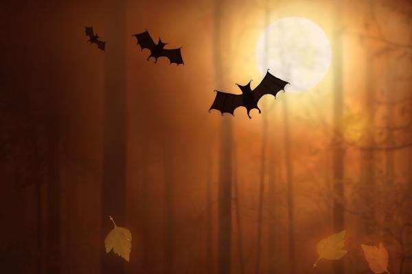 Ночь Хэллоуина, Луна, Летучие Мыши, HD, 2K