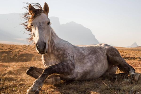 Лошадь, Национальный Парк Сехлабатебе, Лесото, Фотоконкурс National Geographic Traveler, HD, 2K, 4K