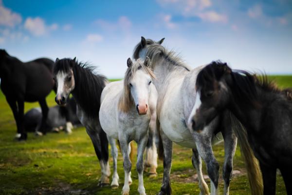 Лошади, Белый Конь, Валлийский Пони, Луга, HD, 2K, 4K, 5K