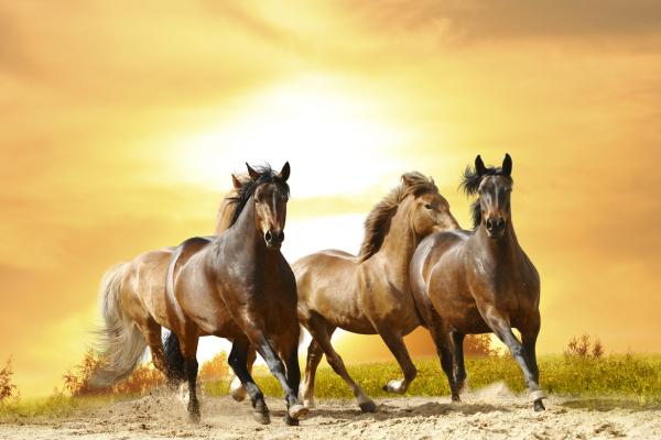 Лошади, Милые Животные, HD, 2K, 4K, 5K, 8K