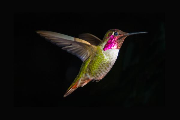 Hummingbird, HD, 2K, 4K