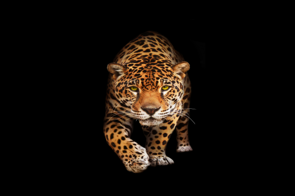 Jaguar, Dark, HD, 2K