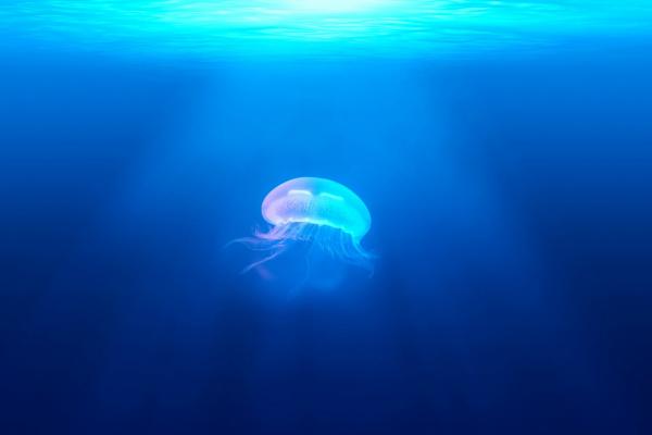 Медуза, Подводная, HD, 2K
