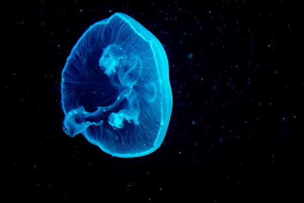 Медуза, Синяя Медуза, Под Водой, HD, 2K, 4K