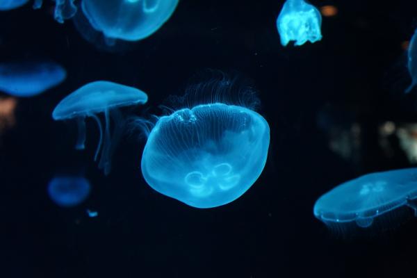 Медузы, Под Водой, HD, 2K, 4K
