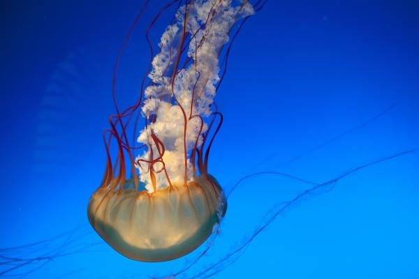 Медуза, Подводный, Глубокий Океан, HD, 2K, 4K, 5K