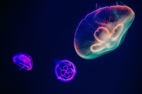 Медузы, Под Водой, Неоновые, HD, 2K, 4K, 5K