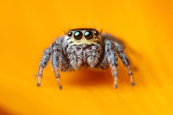 Jumping Spider, Макро, Черный, Глаза, Желтый, Насекомые, Паукообразный, Милый, HD, 2K, 4K