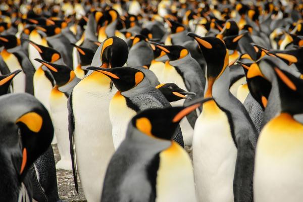 Королевские Пингвины, Южная Джорджия, Птицы, Sony World Photography Awards 2015, HD, 2K, 4K, 5K