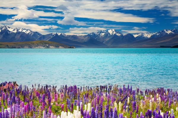 Озеро Текапо, Новая Зеландия, Mountains, Flower, HD, 2K, 4K