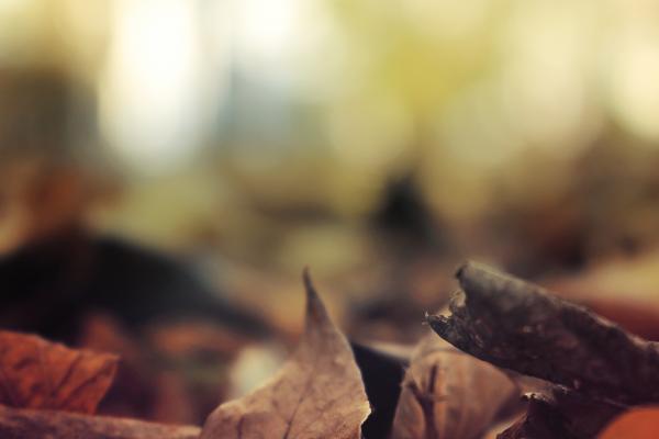 Листья, Осень, Лес, HD, 2K, 4K, 5K