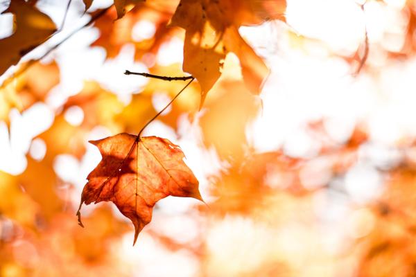 Листья, Осень, Orange, HD, 2K, 4K, 5K