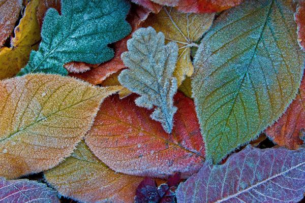 Листья, Осень, Мороз, HD, 2K, 4K, 5K