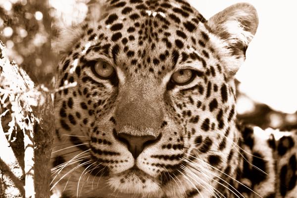 Леопард, Дикая Природа, Южная Африка, Крупным Планом, HD, 2K
