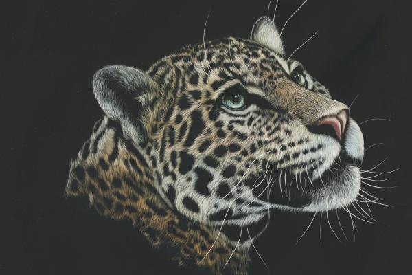 Leopard, Paint, Dark, HD, 2K