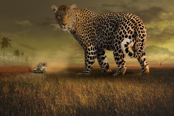 Леопард, Сафари, Туристы, Пейзаж, Дикая Природа, HD, 2K, 4K