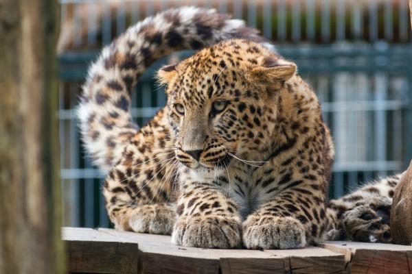 Леопард, Большая Кошка, 4К, HD, 2K, 4K