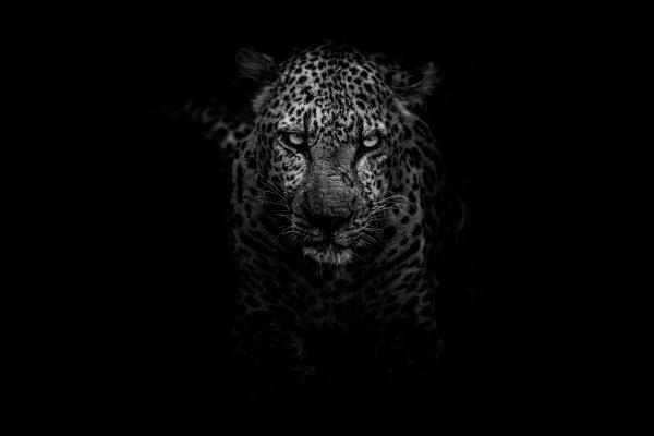 Leopard, Dark, Национальный Парк Крюгера, HD, 2K, 4K, 5K