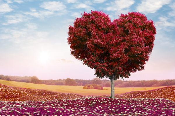 Влюбленное Сердце, Дерево, 4К, HD, 2K, 4K