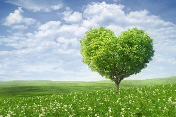 Любовь Сердце, Дерево, Зеленый, Пейзаж, HD, 2K, 4K