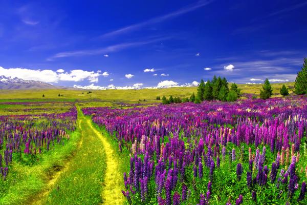 Поле Люпина, Европейские Цветы, Тропа, Фиолетовый Люпин, HD, 2K, 4K