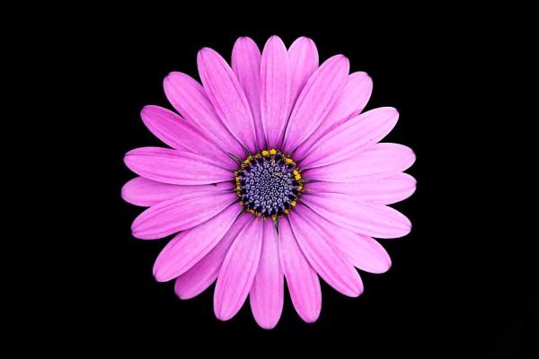 Маргарита, Цветок Ромашка, Фиолетовый, Темный Фон, HD, 2K