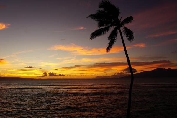 Мауи, Гавайи, Ocean, Palm, Sunset, HD, 2K, 4K, 5K