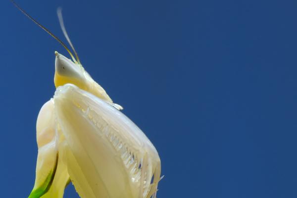 Орхидейный Богомол, Mantis, Белый, HD, 2K, 4K