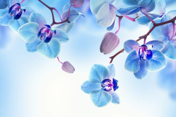 Орхидея, Цветы, Синий, Белый, HD, 2K, 4K