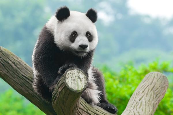 Панда, Милые Животные, HD, 2K, 4K
