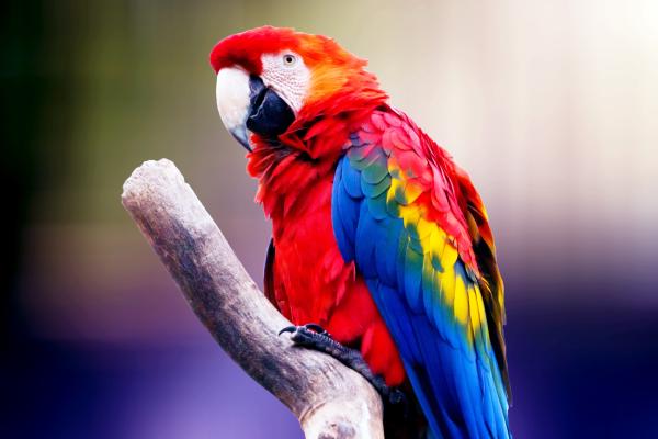 Parrot, Красочный, HD, 2K