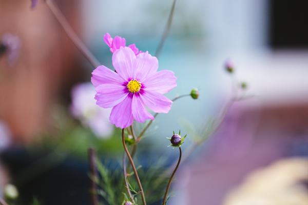 Pasqueflower, Фиолетовые Цветы, HD, 2K, 4K