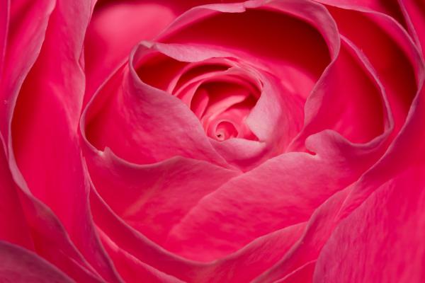 Розовая Роза, Цветок Розы, Розовый, Крупным Планом, HD, 2K