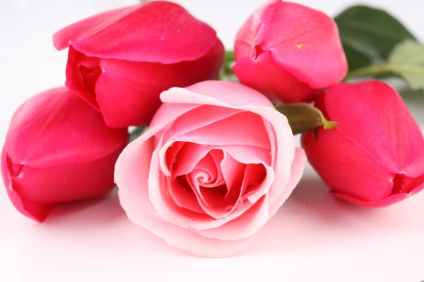 Розовые Розы, Baby Pink, HD, 2K, 4K, 5K