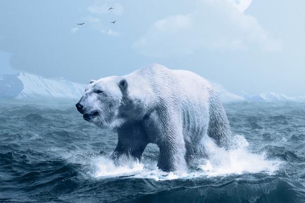 Белый Медведь, Арктика, Белый Медведь, Океан, HD, 2K