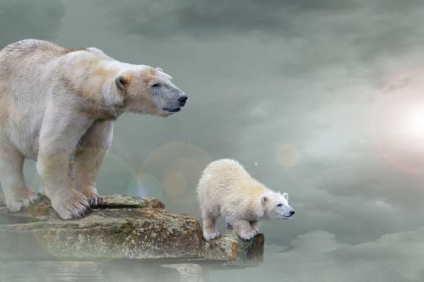 Белые Медведи, Полярный Медвежонок, 4К, HD, 2K, 4K
