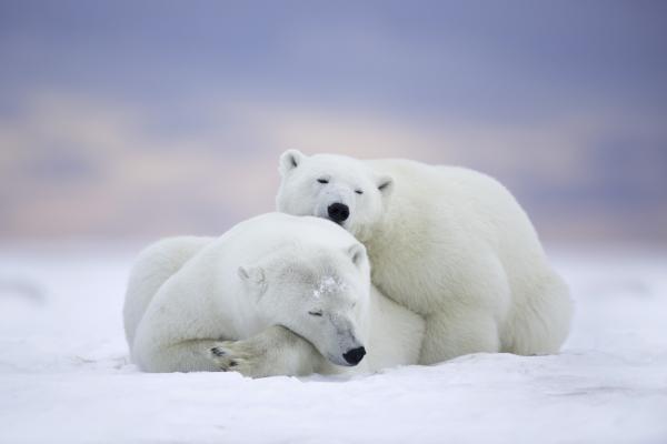 Белые Медведи, Снег, Зима, HD, 2K, 4K, 5K