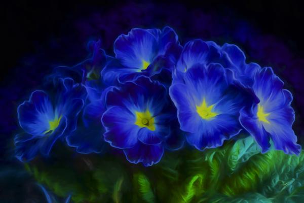 Первоцвет Синие Цветы, HD, 2K, 4K