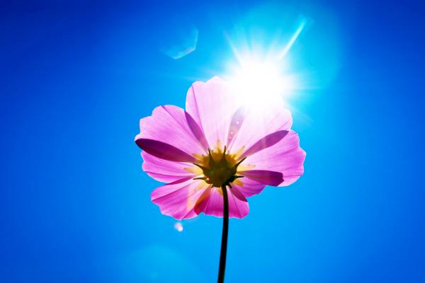 Фиолетовый Цветок, Солнечный День, Сток, Андроид, HD, 2K