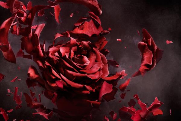 Красная Роза, Манипуляция, Фотошоп, Cgi, HD, 2K