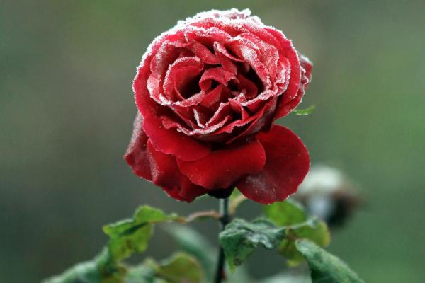 Красная Роза, Замороженная, HD, 2K