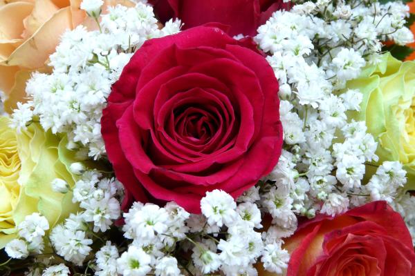 Красная Роза, Букет Цветов, HD, 2K